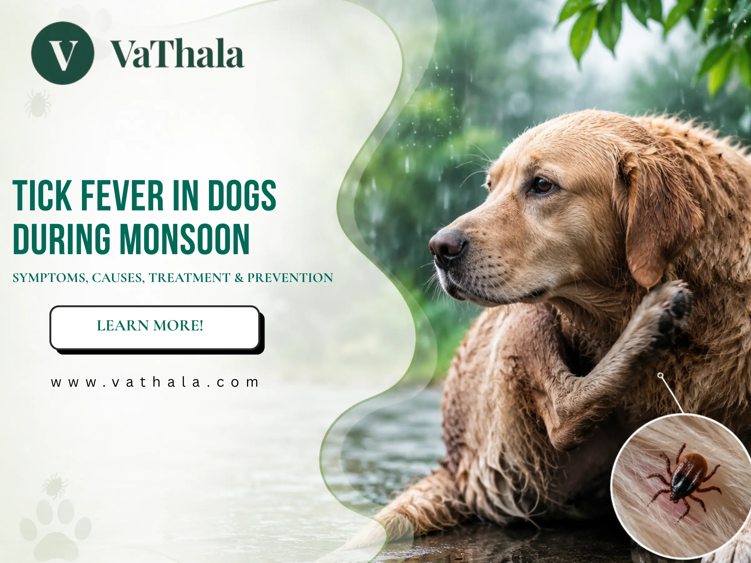 Tick Fever in Dogs During Monsoon: Symptoms, Causes, Treatment & Prevention